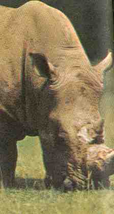 RINOCERONTE BLANCO (Ceratotherium simum)